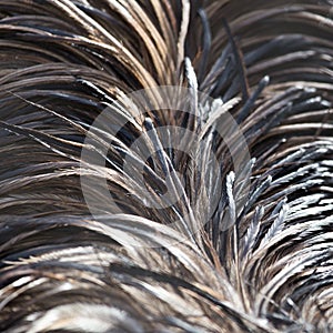 Background bird feathers