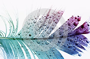 Textured background with bird`s colored feather in large and small shiny water drops on white