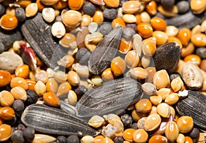 Background of birdseed. close