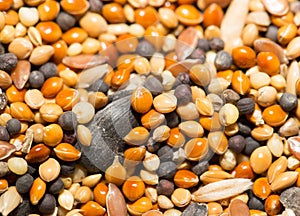 Background of birdseed. close