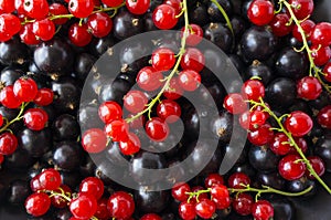 Background of black and red currants. Fresh berries closeup. Top view. Background of fresh berries. Various fresh summer fruits.