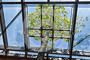 Background black white woods