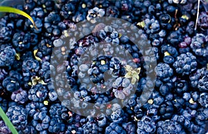 Background of blackberries