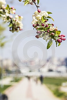 Background blooming apple trees and the seaside promenade in KadÃÂ±kÃÂ¶y photo