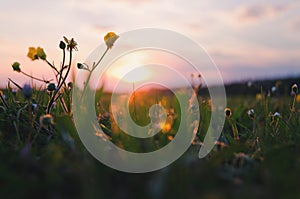 Background of the blooming flowers in the grass at Adriatic seaside in sunset, sunrise light close up. Natural summer background