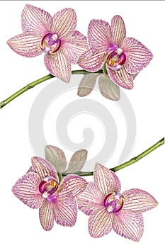 Background of blooming orchids