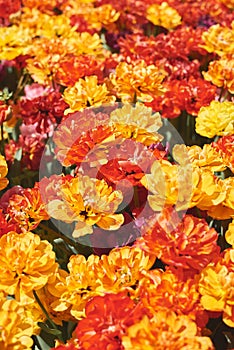 Background with blooming peony tulips of yellow and red colors