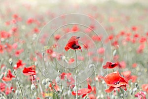 Background blooming poppies