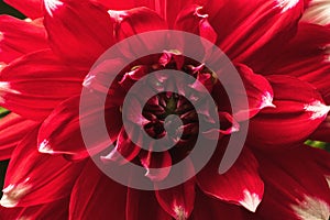 Background from blooming red dahlia, macro