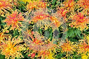 Orange chrysanthemum flowers