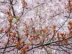Background of blooming tree branches