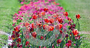 Da fioritura tulipani giorno 