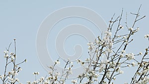 background with blossomed almond branches on blue sky recorded with tripod