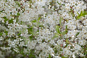 Background from blossoming branches of cherry.