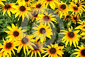 Background from the blossoming coneflower hairy Rudbeckia hirta L