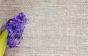 Background of blue beautiful flower of hyacinth on fabric of flax