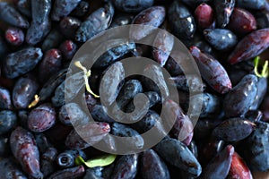 Background of blue berries honeysuckle