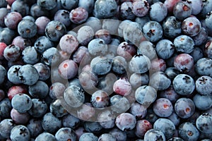 Background of blue blueberries