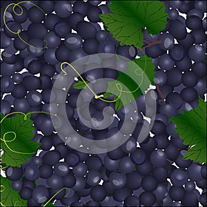 Background of blue bunches of grapes