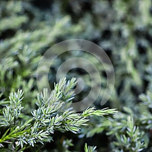 Background of blue evergreen juniper branches of Juniperus squamata Blue Carpet