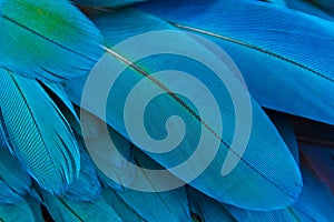 Background of blue feathers, blue parrot feathers