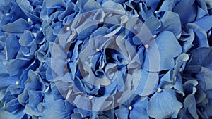 Background of blue flowers.