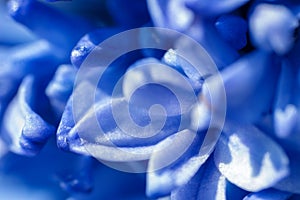 Background from blue flowers of a hyacinth close up, a macro