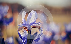 Background with blue flowers of an iris
