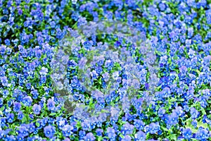 Background with blue forget-me-not flowers