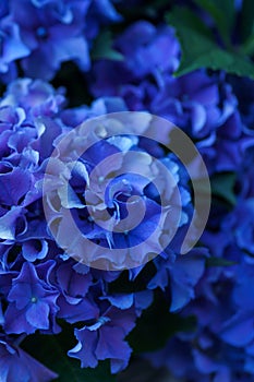 Background of blue hydrangea flowers