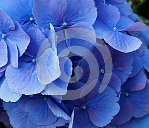 Background Of Blue Hydrangea Petals