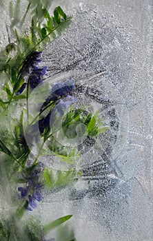 Background of blue pea flower with green leaves frozen in ice