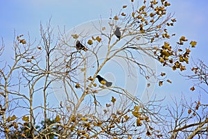 Negro observación de aves un árbol 