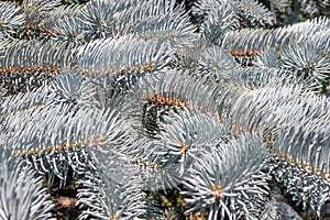 Background of blue spruce branchesBackground of branches of blue spruce and bright needles