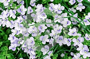 Background of blue veronica flowers