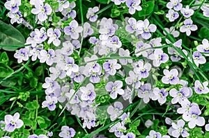 Background of blue veronica flowers