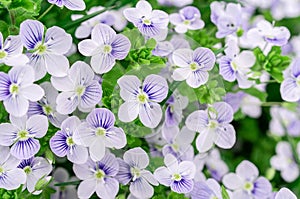 Background of blue veronica flowers