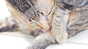 Background blur cat cleaning and to treat the wound using tongue around genital area