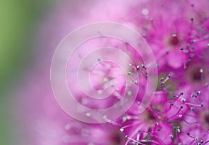 Background blur macro Spiraea Bullata Japanese varieties