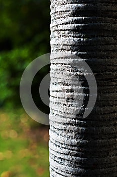 Background blur of nature in spring