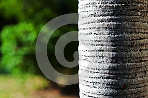 Background blur of nature in spring