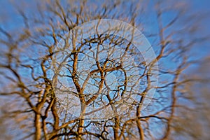 Background of blurred bare tree branches against blue sky