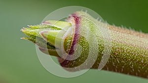 The background is blurred emphasizing the sharp focus on the bud