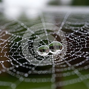 The background is blurred, emphasizing the web s detail and c