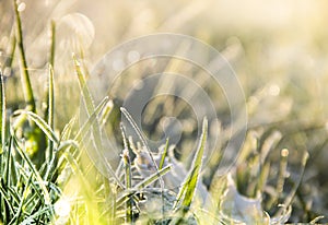 Background of a blurred green grass in a frost bokeh