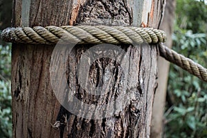 Closeup of textured tree trunk laced with rope photo