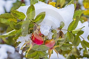 Background blurred nature of the branch of wild rose with ripe berries in the fall under the first snow