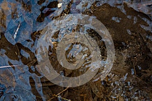 The background of the bottom, in a forest stream, visible through clear water.