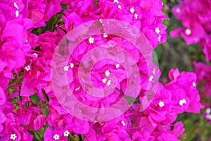 Background of the Bougainvillea spectabilis