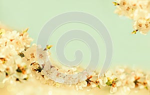 Background of branch of blossoming cherry on a blue background
